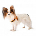 Arnes Agila Fluo para perros Ferplast