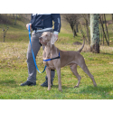 Arnes Coach P Para perros Blue Ferplast