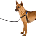 Arnes Coach P Para perros Blue Ferplast