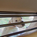 Barrera Coche Viajar con perros Dog Car Security Ferplast