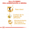 Royal Canin-Beagle Adulto (1)