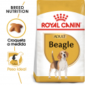 Royal Canin-Beagle Adulto (1)