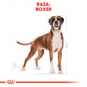 Boxer Adulto (6)