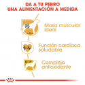 Boxer Adulto (6)