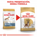 Boxer Adulto (6)