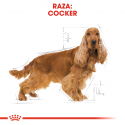 Royal Canin-Cocker Adulto (1)