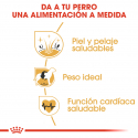 Royal Canin-Cocker Adulto (1)