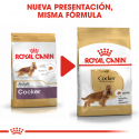 Royal Canin-Cocker Adulto (1)