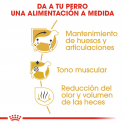 Royal Canin-Teckel Adulto (1)