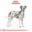 Royal Canin-Dalmata Adulto (1)