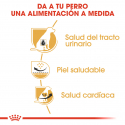 Royal Canin-Dalmata Adulto (1)