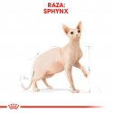 Royal Canin-Sphynx Adulto (1)