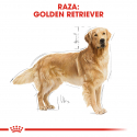 Golden Retriever Adulto (6)