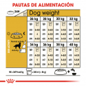 Golden Retriever Adulto (6)