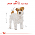 Royal Canin-Jack Russell Adulto (1)