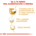 Royal Canin-Jack Russell Adulto (1)