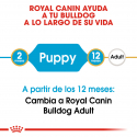 Bulldog Ingles Cachorro (1)
