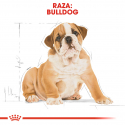 Bulldog Ingles Cachorro (1)