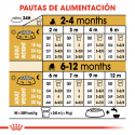 Bulldog Ingles Cachorro (1)