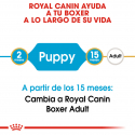Boxer Junior (1)