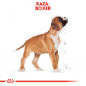 Boxer Junior (1)