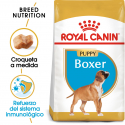 Boxer Junior (1)