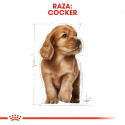 Royal Canin-Cocker Cachorro (1)