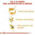 Royal Canin-Chihuahua Pouch 85 gr (1)