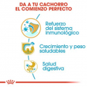 Royal Canin-Labrador Retriever Cachorro (1)
