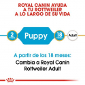 Rottweiler Cachorro (1)