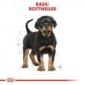 Rottweiler Cachorro (1)