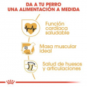 Royal Canin-Rottweiler Adulto (1)