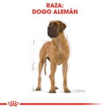 Royal Canin-Gran Danés Adulto (1)