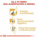Royal Canin-Gran Danés Adulto (1)