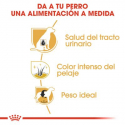 Schnauzer Miniatura Adulto (1)