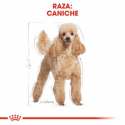 Royal Canin-Caniche Adulto (1)