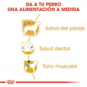 Royal Canin-Caniche Adulto (1)
