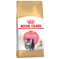 Persian Kitten (6)
