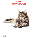Royal Canin-Maine Coon Adult (1)