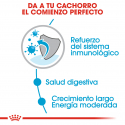 Royal Canin-Maxi Puppy (Sobre) (1)