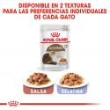 Royal Canin-Aeging +12 Pouch ( Jelly) 85 gr (1)