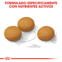Royal Canin-Maxi Dermacomfort Razas Grandes (1)