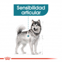 Royal Canin-Maxi Joint Care (1)