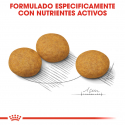 Royal Canin-Medium Dermacomfort Razas Medianas (1)