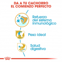 Royal Canin-Schnauzer Miniature Cachorro (1)