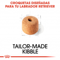 Royal Canin-Labrador Retriever Adulto (1)