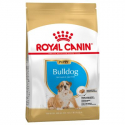 Bulldog Ingles Cachorro (1)