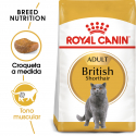 Royal Canin-British Shorthair Adulto (1)
