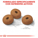 Royal Canin-Maxi Light Razas Grandes (1)