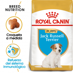 Royal Canin-Jack Russell Cachorro (1)